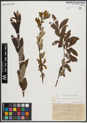 Foto von Salix appendiculata Vill. x Salix purpurea L.
